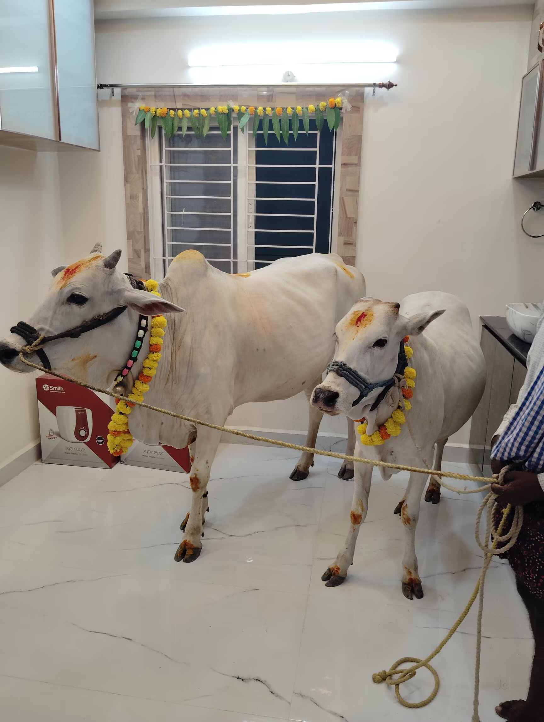 Desi Cow